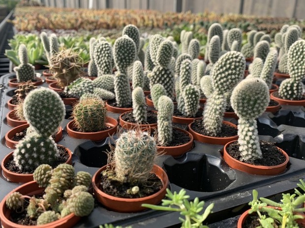 青農嚴國維打造的多肉植物園內有不少外型圓圓可愛超迷你盆栽，適合民眾放桌面，成為很受歡迎療癒小物。