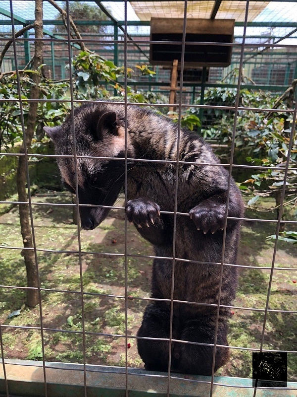 成年的麝香貓。(經濟日報提供)