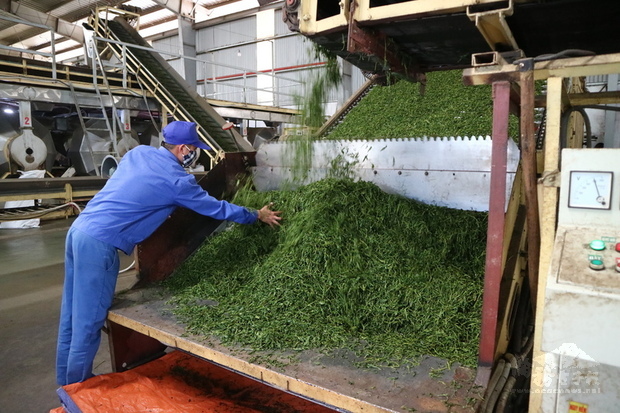 越南政府統計顯示，受2019冠狀病毒疾病（COVID-19）
疫情衝擊，2020年有3200多萬工作年齡人口遭遇失業、
工時縮短、薪水減少。圖為2020年10月13日越南一家製
茶工廠員工正在作業。
