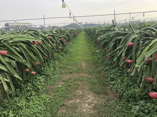 台灣與印尼日前簽署智慧農業科技合作備忘錄,將把台灣智慧農場的技術輸出印尼,第一階段在印尼生產台灣品牌的火龍果。