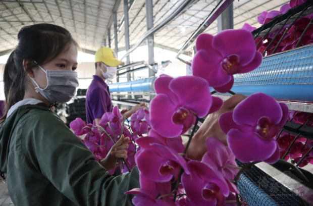 越南林同省的蘭花非常出名，當地種植蘭花的風潮由台商帶起，最早可回溯至1990年第一次南向政策時。圖為Apollo公司所生產的蝴蝶蘭精品切花。